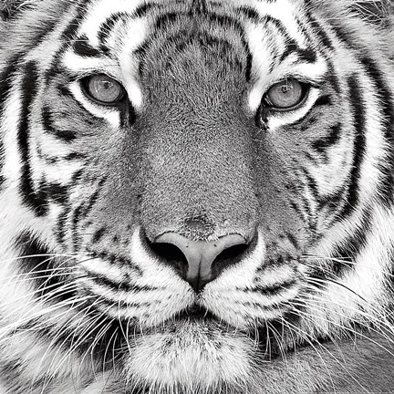 Framed Tiger Print