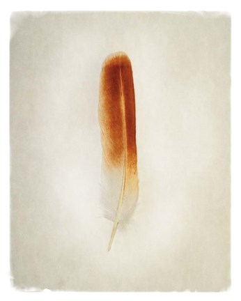 Framed Feather II Print