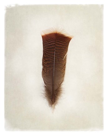 Framed Feather III Print