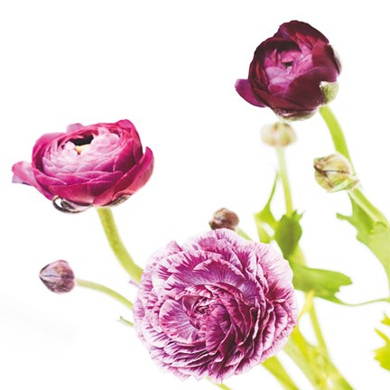 Framed Spring Ranunculus II Print
