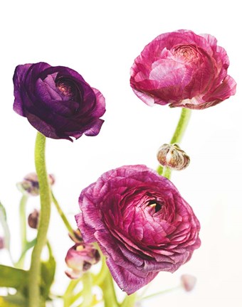 Framed Spring Ranunculus V Print