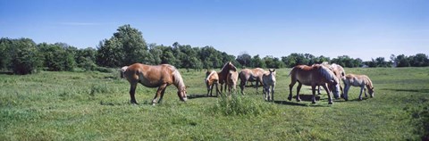 Framed Belgium horses in a Minnesota field Print