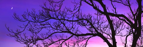 Framed Tree at Dusk, Purple Sky Print