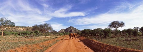 Framed Elephant in Tsavo East National Park, Kenya Print