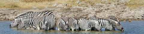 Framed Burchell&#39;s Zebras, Etosha National Park, Namibia Print