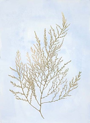 Framed Gold Foil Algae II on Blue - Metallic Foil Print