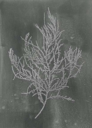 Framed Silver Foil Algae III on Black - Metallic Foil Print