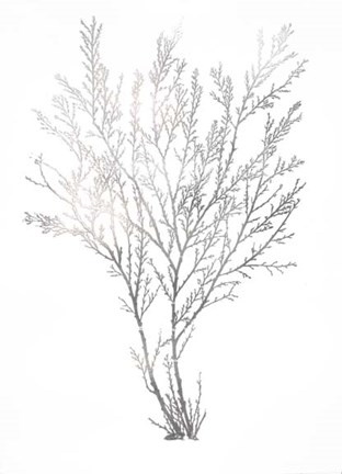 Framed Silver Foil Algae I - Metallic Foil Print