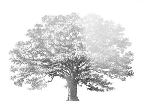 Framed Silver Foil Elephant Tree - Metallic Foil Print