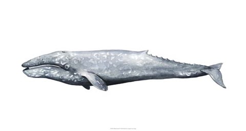 Framed Whale Portrait IV Print