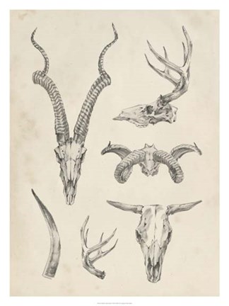 Framed Skull &amp; Antler Study I Print