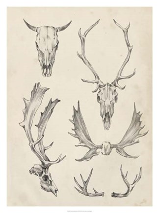 Framed Skull &amp; Antler Study II Print