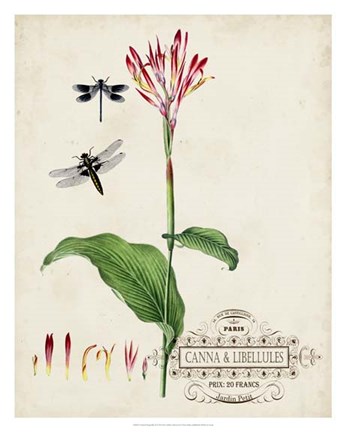 Framed Canna &amp; Dragonflies II Print