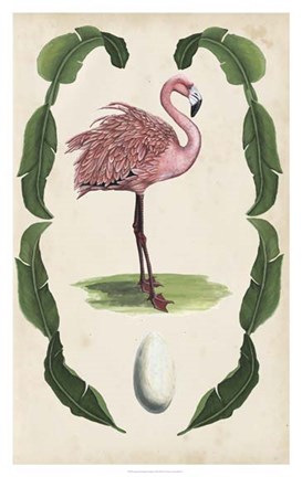 Framed Antiquarian Menagerie - Flamingo I Print