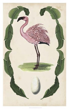 Framed Antiquarian Menagerie - Flamingo II Print