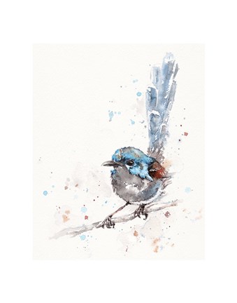 Framed Mischief in the Making (Variegated Fairy Wren) Print