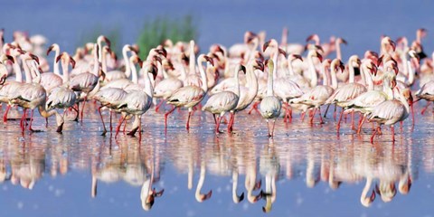 Framed Lesser Flamingo, Lake Nakuru, Kenya Print