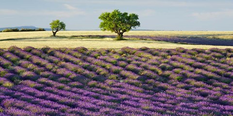 Framed Lavender Field and Almond Tree, Provence, France Print