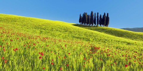 Framed Cypress and Corn Field, Tuscany, Italy Print