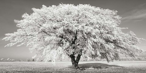 Framed Lime Tree with Frost, Bavaria, Germany Print