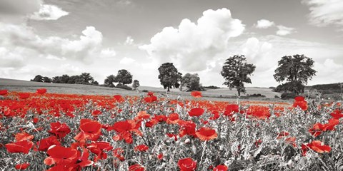 Framed Poppies and Vicias in Meadow, Mecklenburg Lake District, Germany Print