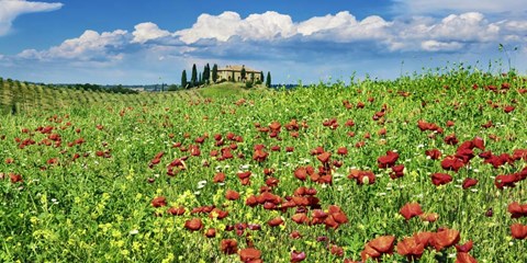 Framed Farm House with Cypresses and Poppies, Tuscany, Italy Print