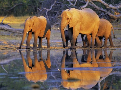 Framed African Elephants, Okavango, Botswana Print