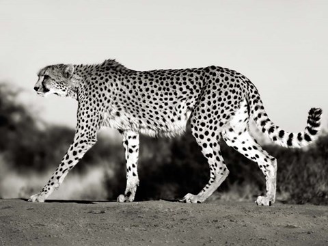 Framed Cheetah, Namibia, Africa Print