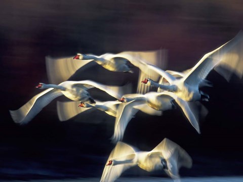 Framed Mute Swan, Munich, Germany Print