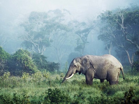 Framed African Elephant, Ngorongoro Crater, Tanzania Print