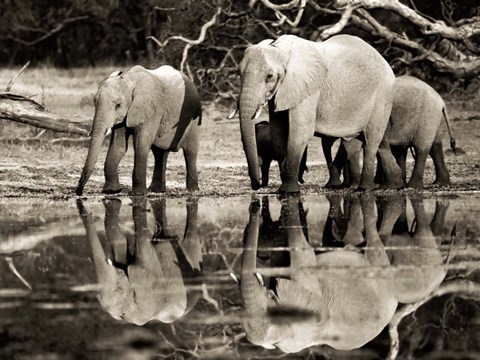 Framed African Elephants, Okavango, Botswana Print