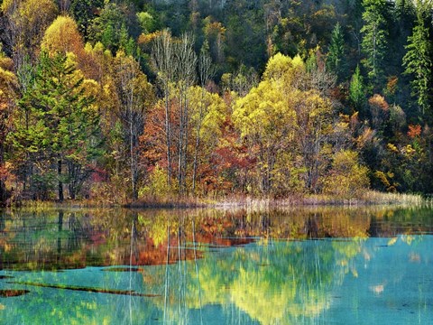 Framed Forest in autumn colours, Sichuan, China Print