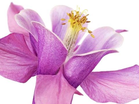 Framed Dark Columbine Close-Up Print