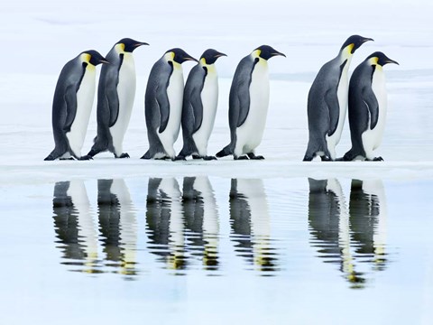 Framed Emperor Penguin Group, Antarctica Print
