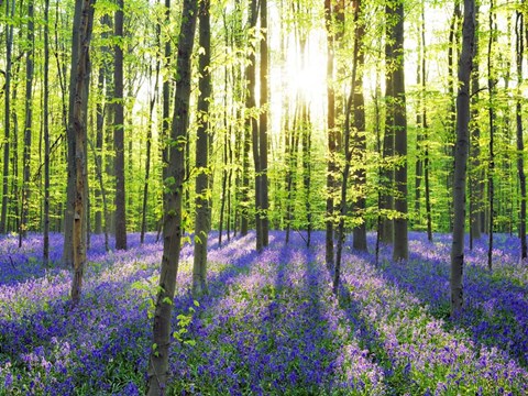 Framed Beech Forest With Bluebells, Belgium Print