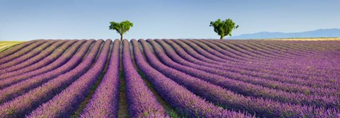 Framed Lavender Field, Provence, France Print