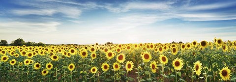 Framed Sunflower Field, Plateau Valensole, Provence, France Print