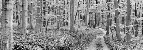 Framed Beech Forest, Germany Print