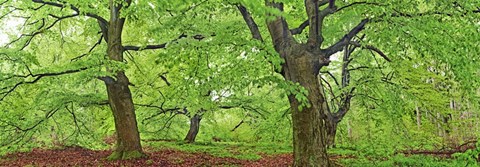 Framed European Beech, Kellerwald, Germany Print