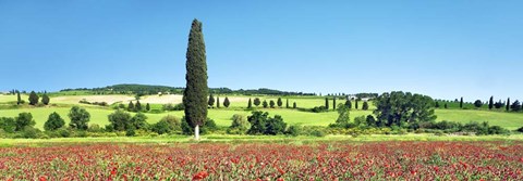 Framed Cypress In Poppy Field, Tuscany, Italy Print