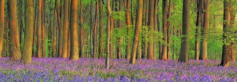 Framed Beech Forest With Bluebells, Hampshire, England Print