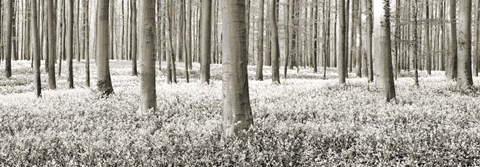 Framed Beech Forest With Bluebells, Belgium Print