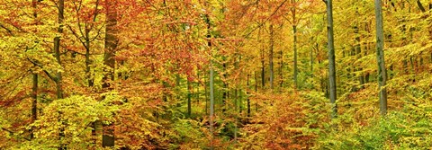 Framed Beech Forest in Autumn, Kassel, Germany Print