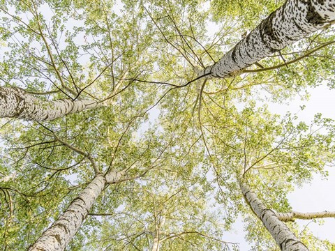 Framed Birch Woods in Spring Print