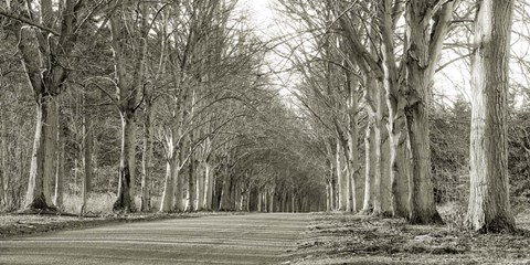 Framed Tree Lined Road, Norfolk, UK Print