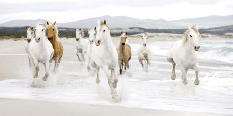 Framed Horses on the beach (detail) Print