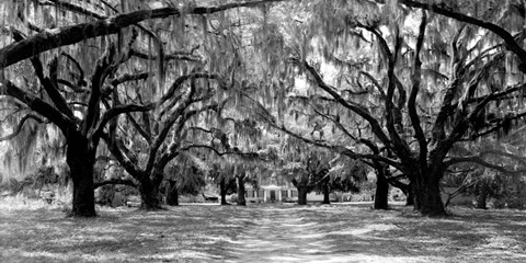 Framed Avenue of Oaks, South Carolina Print