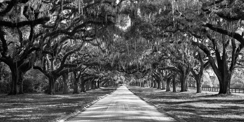 Framed Tree Lined Plantation Entrance,  South Carolina Print