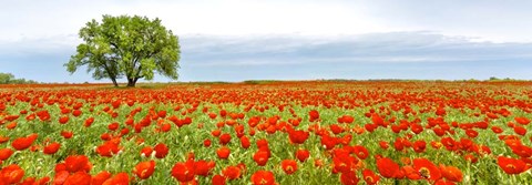 Framed Tree in a Poppy Field 1 Print