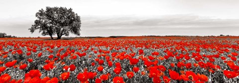 Framed Tree in a Poppy Field 2 Print